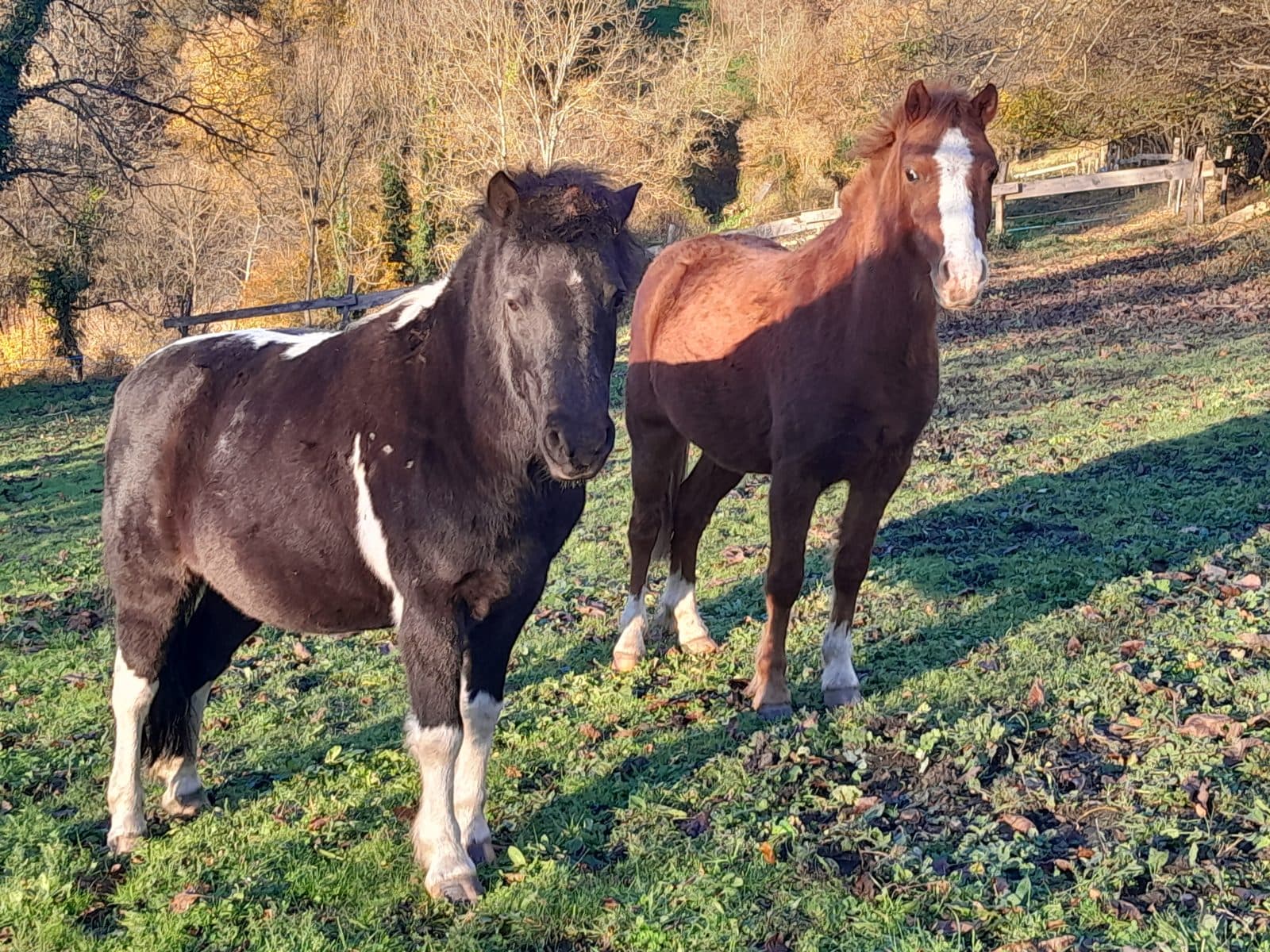 Hippothérapie